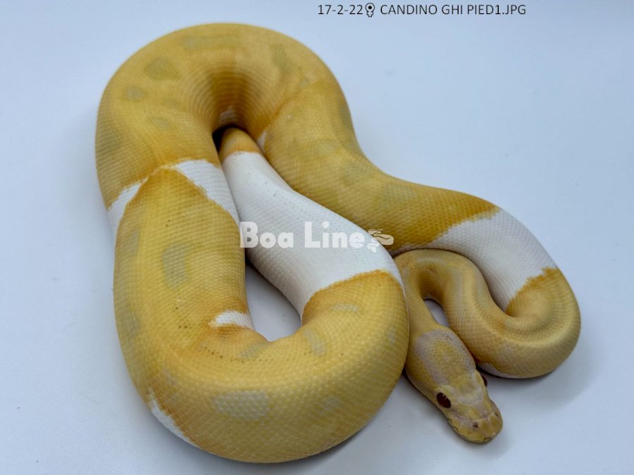 CANDINO GHI PIED